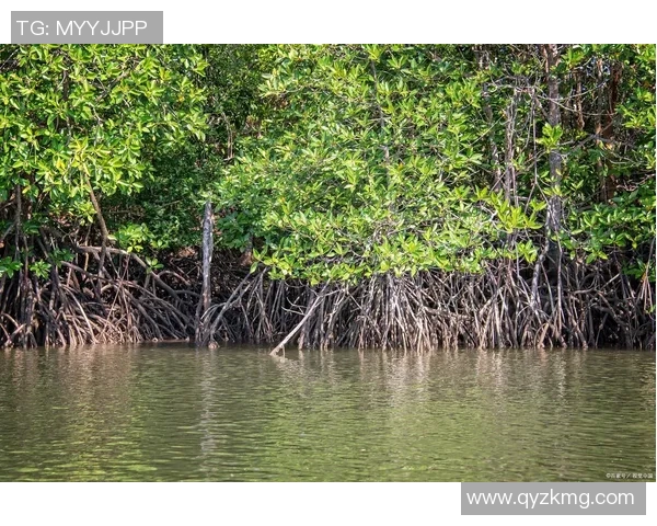 八尾九尾对决斑鱼探秘水中奇观与生态之美 八尾九尾对决斑鱼探秘水中奇观与生态之美